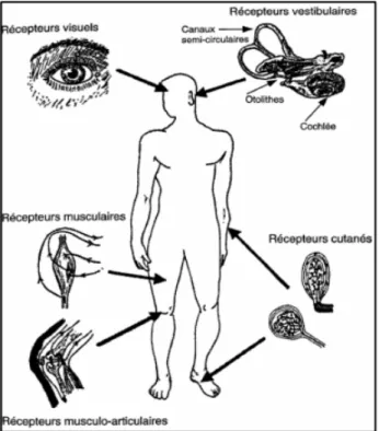 Figure   2.   Systèmes   sensoriels   impliqués   dans   la    régulation   des   activités   posturo-­cinétiques   