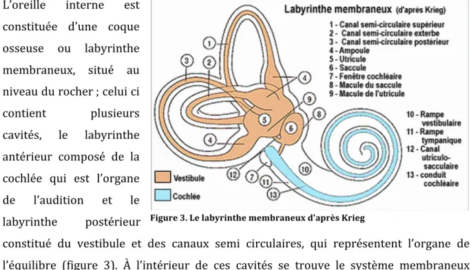 Figure   3.   Le   labyrinthe   membraneux   d'après   Krieg   