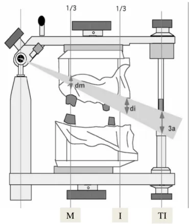 Figure 9. Schéma de la règle des tiers. D’après JD Orthlieb. (11) 