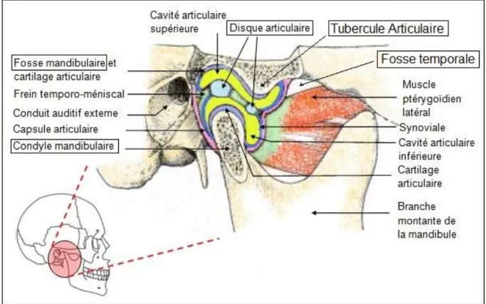 Figure 2 : Articulation temporo-mandibulaire 