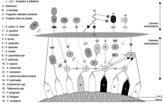 Figure 3 : Formation du biofilm dentaire (d'après Kolenbrander et London) (11) 