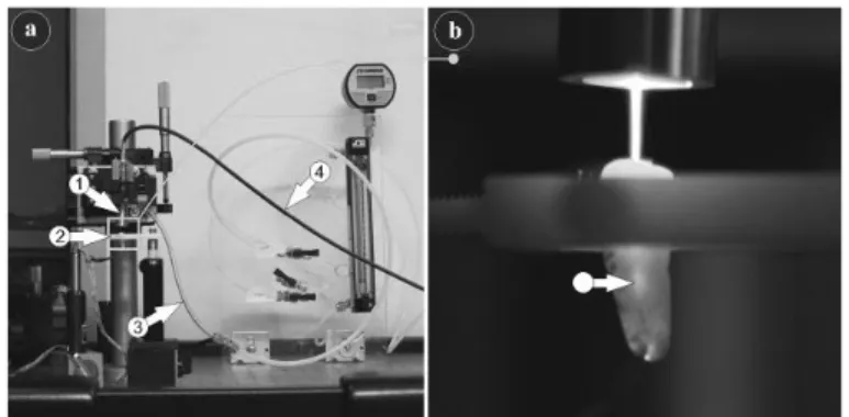 Figure 4 : Exemple de modèle de biofilm ex vivo sur un odonte (26) 