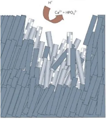 Figure 8: Schémas de l'érosion de l'émail. Dissolution de l’hydroxyapatite (Ca₅(PO₄)₃(OH)) de l’émail  par  l’attaque acide (H⁺) aboutissant à la perte d’ions calciques et phosphatiques