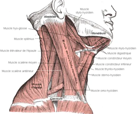 Fig. 2 Muscle du cou en vue latérale 