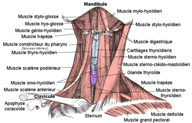 Fig. 3. Muscle du cou (face ventrale) 