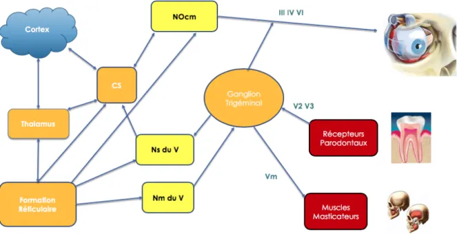 Fig 10. Connexion nerveuse dent/œil 