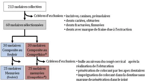 Figure  3 : schématisation de la sélection des dents pour cette étude.  