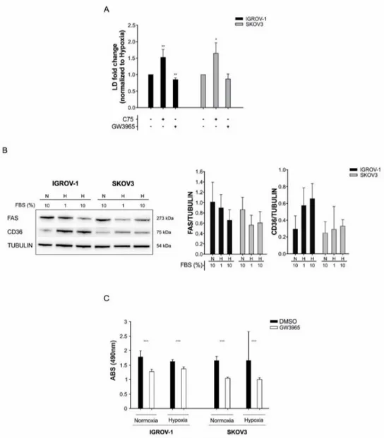 Figure 5. LD content and cell viability modulation by lipid metabolism’s inhibitors in IGROV-1 and SKOV3 ovarian cancer cells