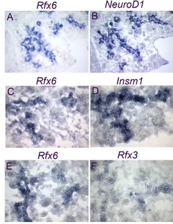 Fig. 3. Overlapping expression of Rfx6 and other islet