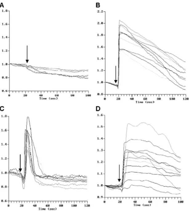 Fig. 1. Time-course variation (in s) of the fluorescence in glass-plated fibroblasts treated with (A) AAAA (10  nmol), (B) bradykinin (2 nmol), (C) DGEA (10 nmol) and (D) RGDS (10 nmol)