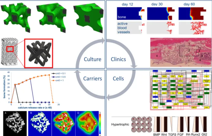 Figure 1: Classification of in silico models by their contribution to the basic building blocks of 