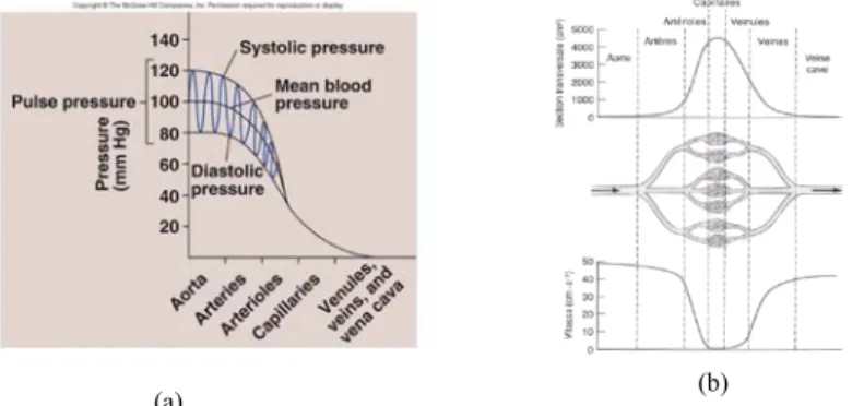 Figure 5:  Evolution in the vessels – a) Systolic and diastolic pressures – b)  Section and velocity 