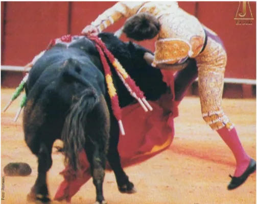 Figure   3   :   Position   de   la   corne   droite   au   moment   de   l'estocade    d'après   le   Dr   Gouffrant   