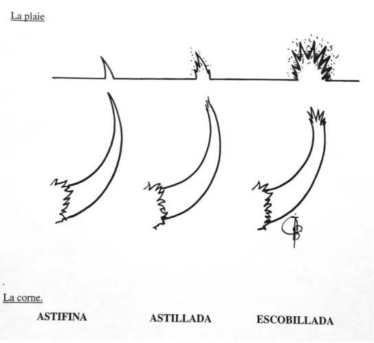 Figure   6   :   Les   blessures   par   corne   de   taureau   