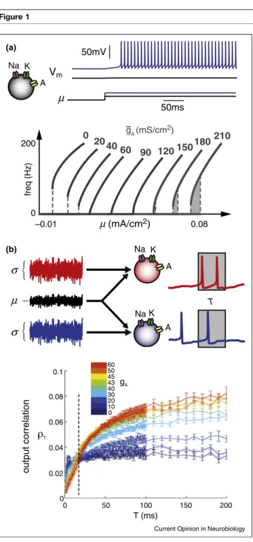 Figure 2 NMDA D2NMDA 2 s 5 mVPost(a)(b)PreD1 GlutamateDAergicneuronCIN DAspikes/sec ACh