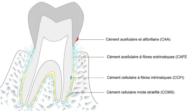 Figure 1. Différentes variétés de céments (5). 
