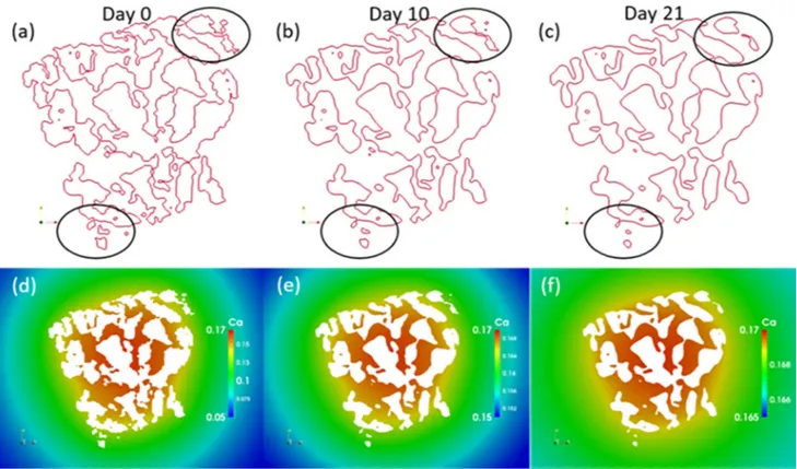 Fig. 5 Dissolution behaviour of Bio-Oss  predicted mathematically. a Scaffold shape at day 0, b at day 10, and c at day 21