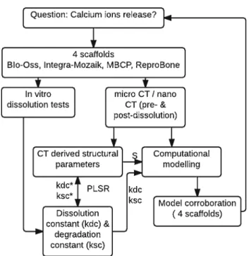 Fig. 1 Schematic diagram of combined experimental modelling approach showing the initial estimation of the dissolution constant (k dc ) and degradation constant (k sc ) from the in vitro dissolution tests and then deriving thek dc∗ and the k ∗ sc by linkin