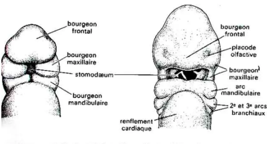 Figure 1: Bourgeons faciaux et leur développement au cours de la 4 ème  semaine in utéro