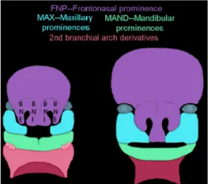 Figure 2: 4-7 ème  semaine : Fusion des bourgeons nasaux internes et externes (4). 