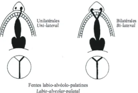 Figure 6: Fentes intéressant le palais primaire et secondaire (7). 