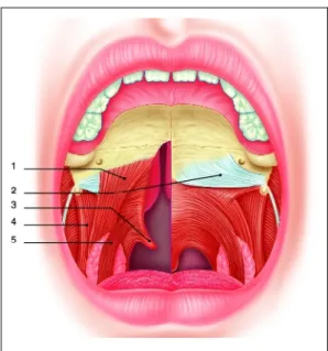 Figure 14: Anatomie du voile fendu comparée au palais normal. 1. muscle palatopharyngien; 2
