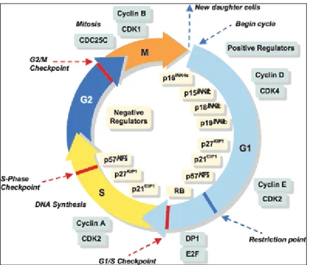 Figure 4 – Contrôle et régulation du cycle cellulaire (50) 