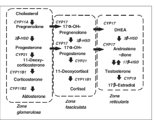 Figure 5 - Synthèse des Hormones stéroïdiennes et action des Cytochromes P450 