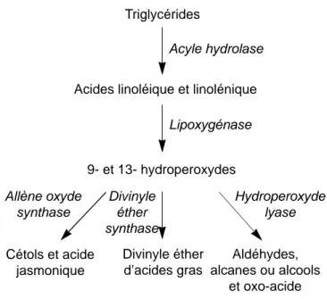 Figure 1. Les principales enzymes impliquées dans la voie de la lipoxygénase chez les plantes supérieures — Main enzymes working in the lipoxygenase pathway in higher plants.