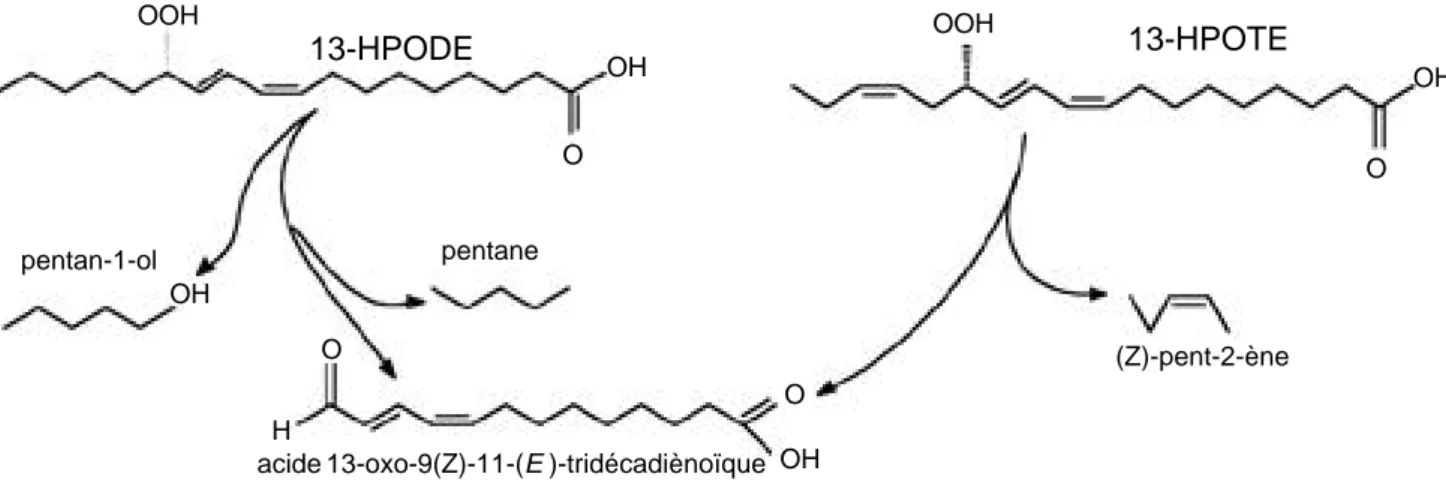 Figure 4. Clivages homolytiques des 13-hydroperoxydes des acides linoléique et linolénique chez les algues