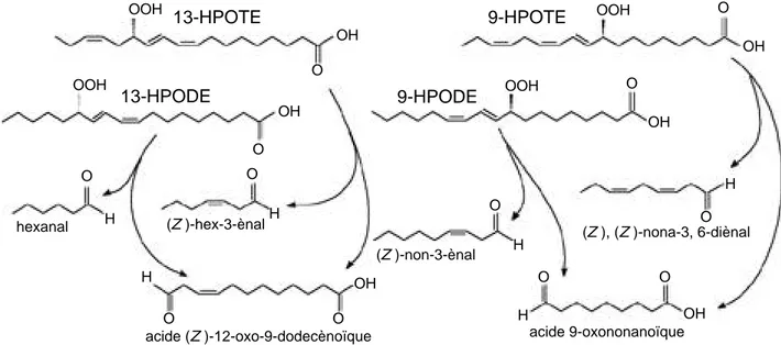 Figure 6. Clivage hétérolytique des 9- et 13-hydroperoxydes chez les plantes supérieures