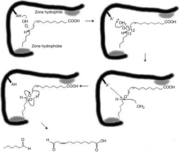 Figure 7. Mécanisme du clivage hétérolytique des hydroperoxydes par l’hydroperoxyde lyase chez les plantes supérieures.