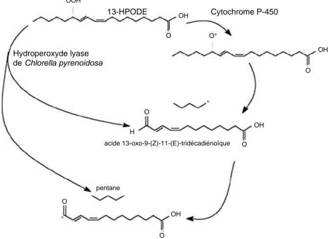 Figure 9. Réaction entre 13-hydroperoxyde de l’acide linoléique et cytochrome P-450 de lapin