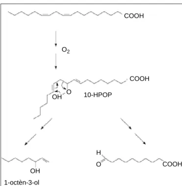 Figure 5. Formation de mono- et sesquiterpènes à partir d’isopentényl diphosphate et de diméthylallyl diphosphate