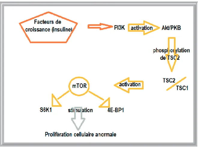 Figure 1 : Mécanisme d’action du complexe TSC1/TSC2 dans l’inhibition de la protéine mTOR