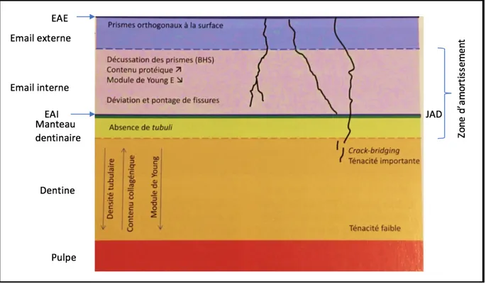 Figure 5 : comportement mécanique des différents tissus dentaires 