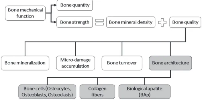 Figure 25 - Le concept actuel de qualité osseuse selon le NIH 