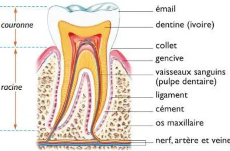 Figure 1 : Schéma général de l'anatomie dentaire (2) 