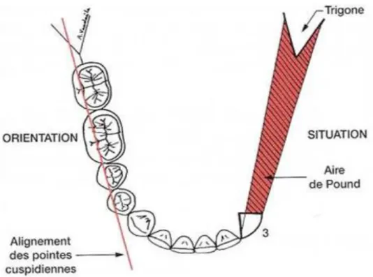 Figure 4 – Aire de pound 