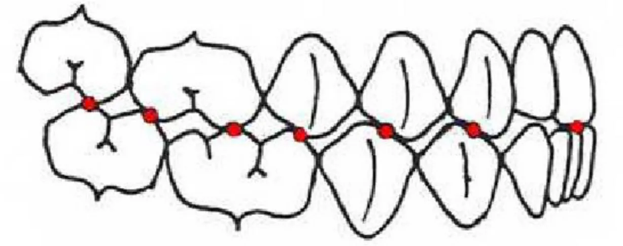 Figure 6 – Contacts occlusaux en propulsion 