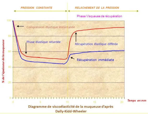 Figure 10 – Comportement viscoélastique de la muqueuse pendant et après la prise d’empreintes 