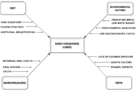 Figure 1 : les facteurs e tiologiques de la carie pre coce de l'enfance (10) 