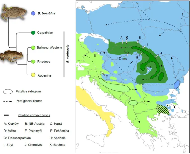 Fig 2:  Mitochondrial phylogeny and dynamics of Central European ranges of Bombina during  the  Late-Quaternary