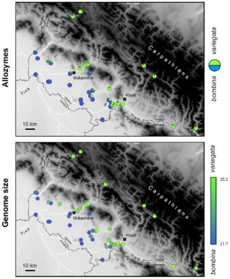 Fig. 4: Analysis of the B. bombina / variegata hybrid zone from the Ukrainian Transcarpathian