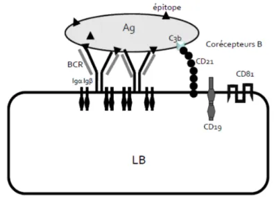 Figure 3  :  Structure d’un lymphocyte B 
