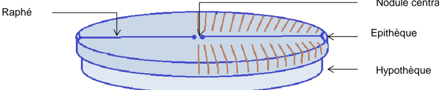 Figure 1 Structure d'un frustule d'une diatomée (source E. Lacaze) 