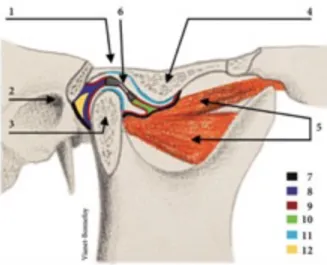 Figure 1: coupe sagittale de l'ATM droite en bouche fermée : Les parois latérales et médiales de la capsule n’y sont pas  visibles car en dehors du plan de coupe