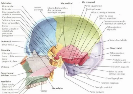 Figure 1 : Coupe sagittale du crâne selon Micheau et Hoa (6) 