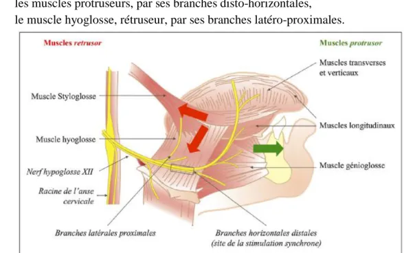 Fig. 1 : Anatomie de la langue et du nerf hypoglosse (d’après Micoulaud-Franchi  (52) )