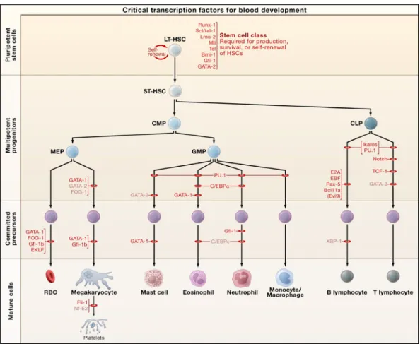 Figure 1-2  Schéma de la génération de cellules hématopoïétiques. Les cellules  souches hématopoïétiques génèrent plusieurs types cellulaires à travers des cellules  progénitrices multipotentes, chacune spécifique pour la production de certaines  cellules 